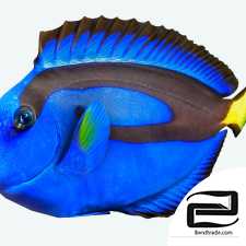 Paracanthurus hepatus