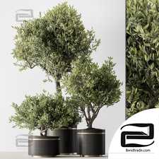 Indoor plants 69