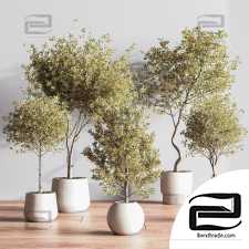 Indoor plants 133