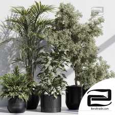 Indoor plants 77