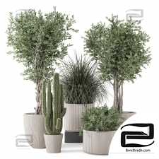 Indoor plants 287