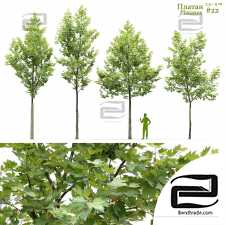 Platanus Trees 02