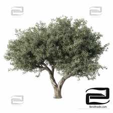 Olive Trees
