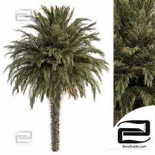 Big palm trees