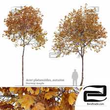 Acer platanoides trees