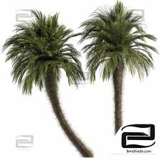 Palm trees 13