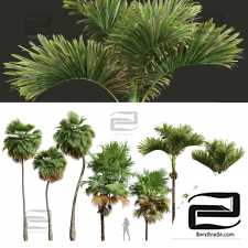 Decorative Garden Fruit Trees