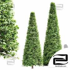 Carpinus Betulus trees