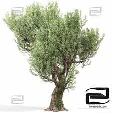 Olive Trees