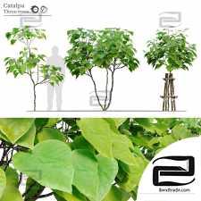 Catalpa Trees