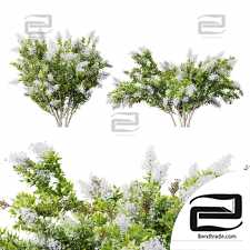 Bushes 11