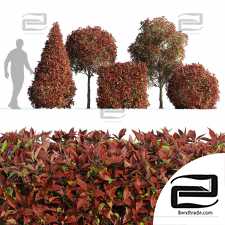 Photinia fraser