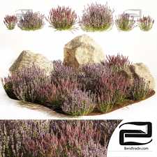 A set of lavender bushes