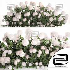 Hydrangea bushes 03