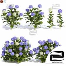 Hydrangea bushes