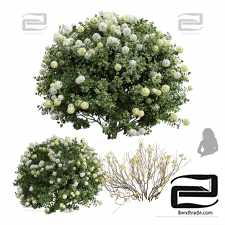Bushes of Edgeworthia Chrysantha Paperbush Viburnum Opulus Roseum Bush