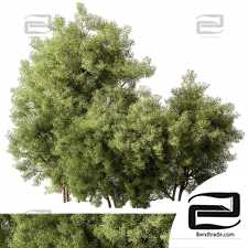 Bushes 84