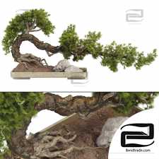 Bonsai Tree Indoor Plants