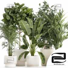 Indoor plants set 60