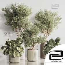 Indoor plants set 66