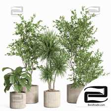 Indoor plants set 49