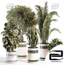 Indoor plants set 45