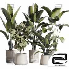Indoor plants set 30