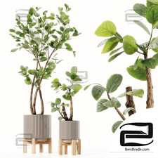 Indoor plants 106