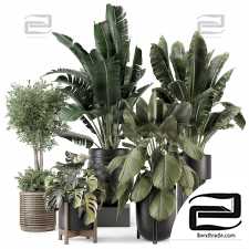 Indoor plants set 58