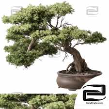 Indoor plants Bonsai 17