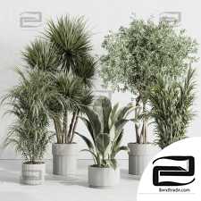 Indoor plants set 52