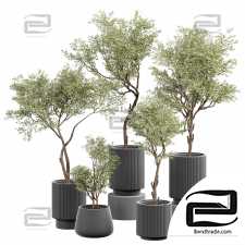 Indoor plants set 51