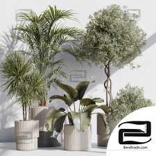 Indoor plants 108