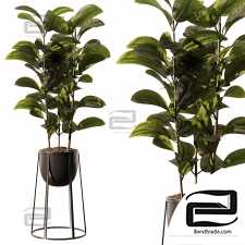 Ficus Indoor Plants