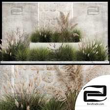 Cortaderia and white reeds