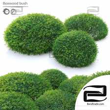 Boxwood