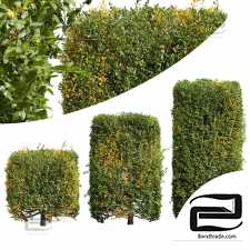 The privet is trimmed
