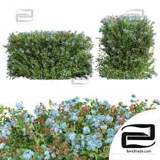 Bushes 39