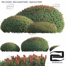 Japanese holly