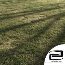 Forest grass
