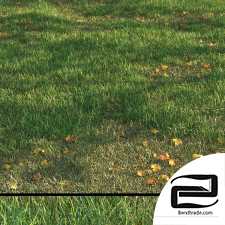 Grass 48