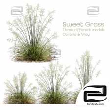 Stipa arundinacea herb