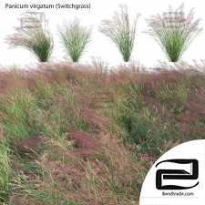 Grass 38