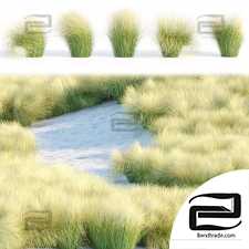 Maram Grass