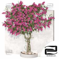 The Bougainvillea plant