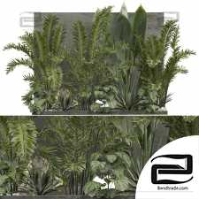 Outdoor plants 501