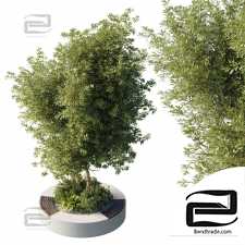 Bench with a tree