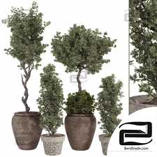 Bohemian olive Bonsai