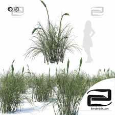 Broad-leaved cattails