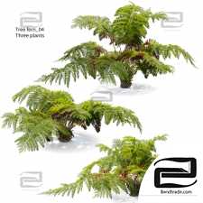 Tree Fern